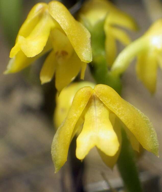 Image of Yellowspike orchids