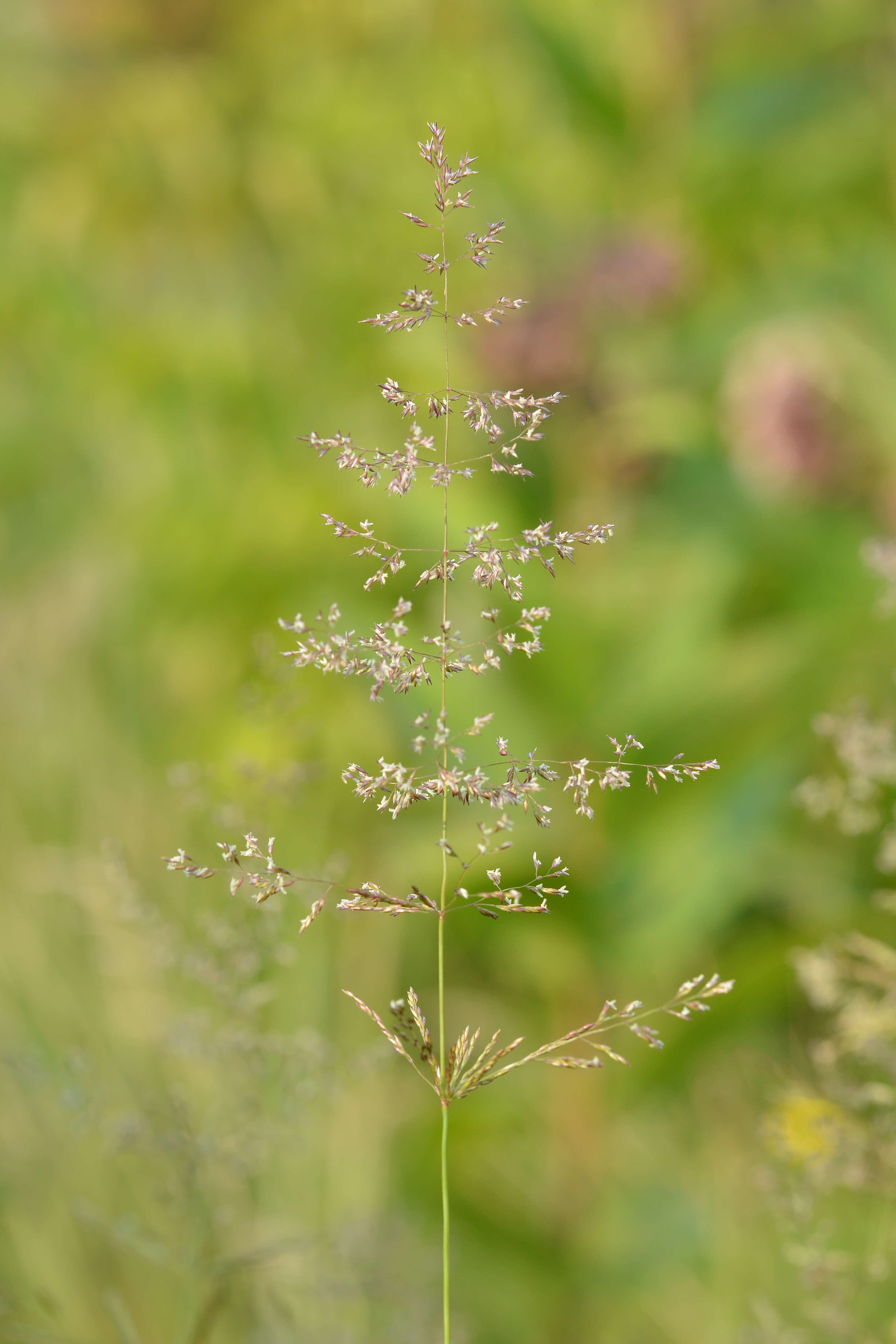 Слика од Poa pratensis L.