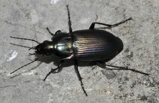 Слика од Poecilus (Poecilus) versicolor (Sturm 1824)