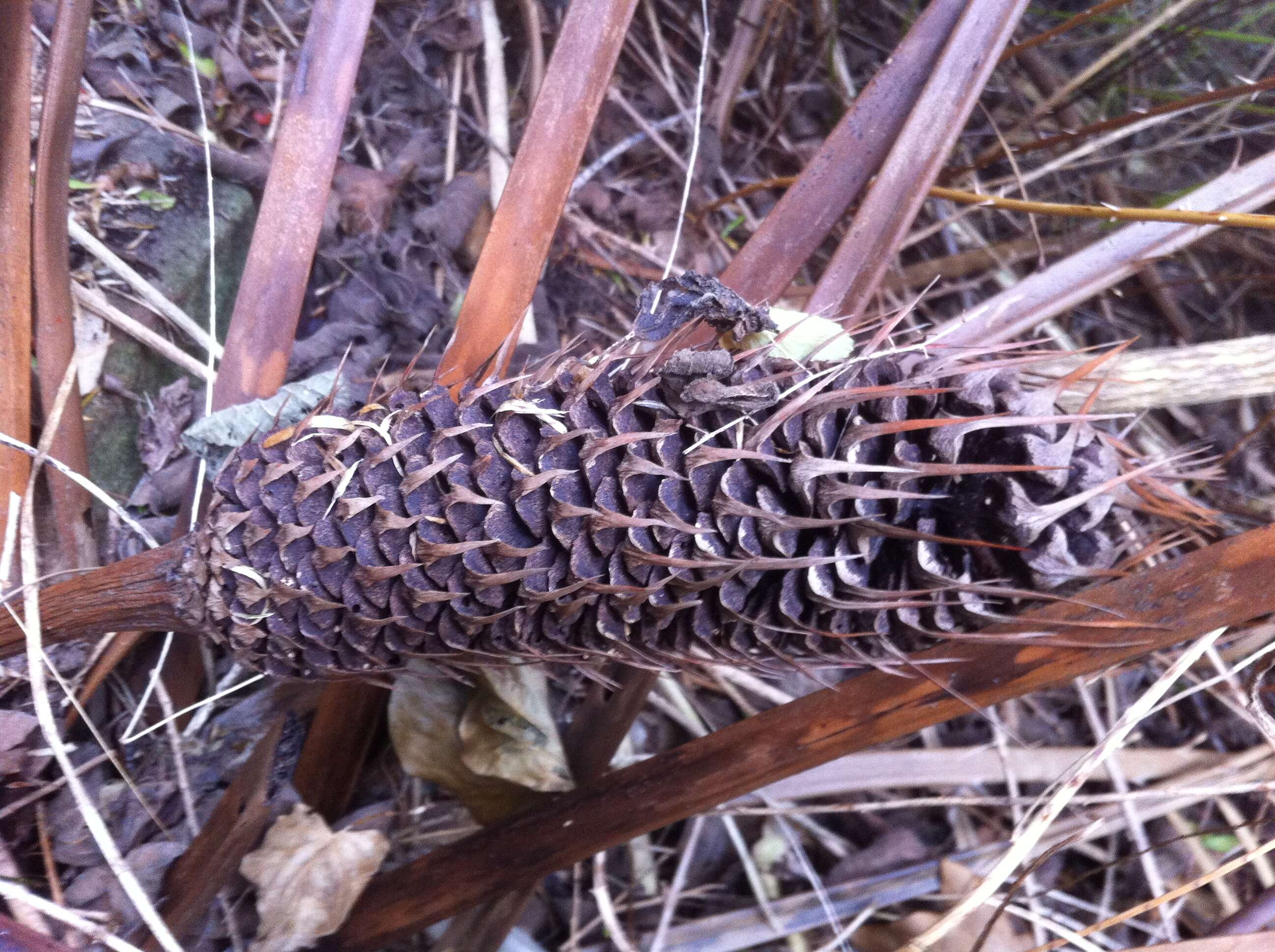 صورة Macrozamia communis L. A. S. Johnson