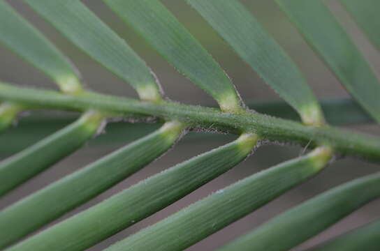 صورة Macrozamia communis L. A. S. Johnson