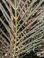 صورة Macrozamia communis L. A. S. Johnson