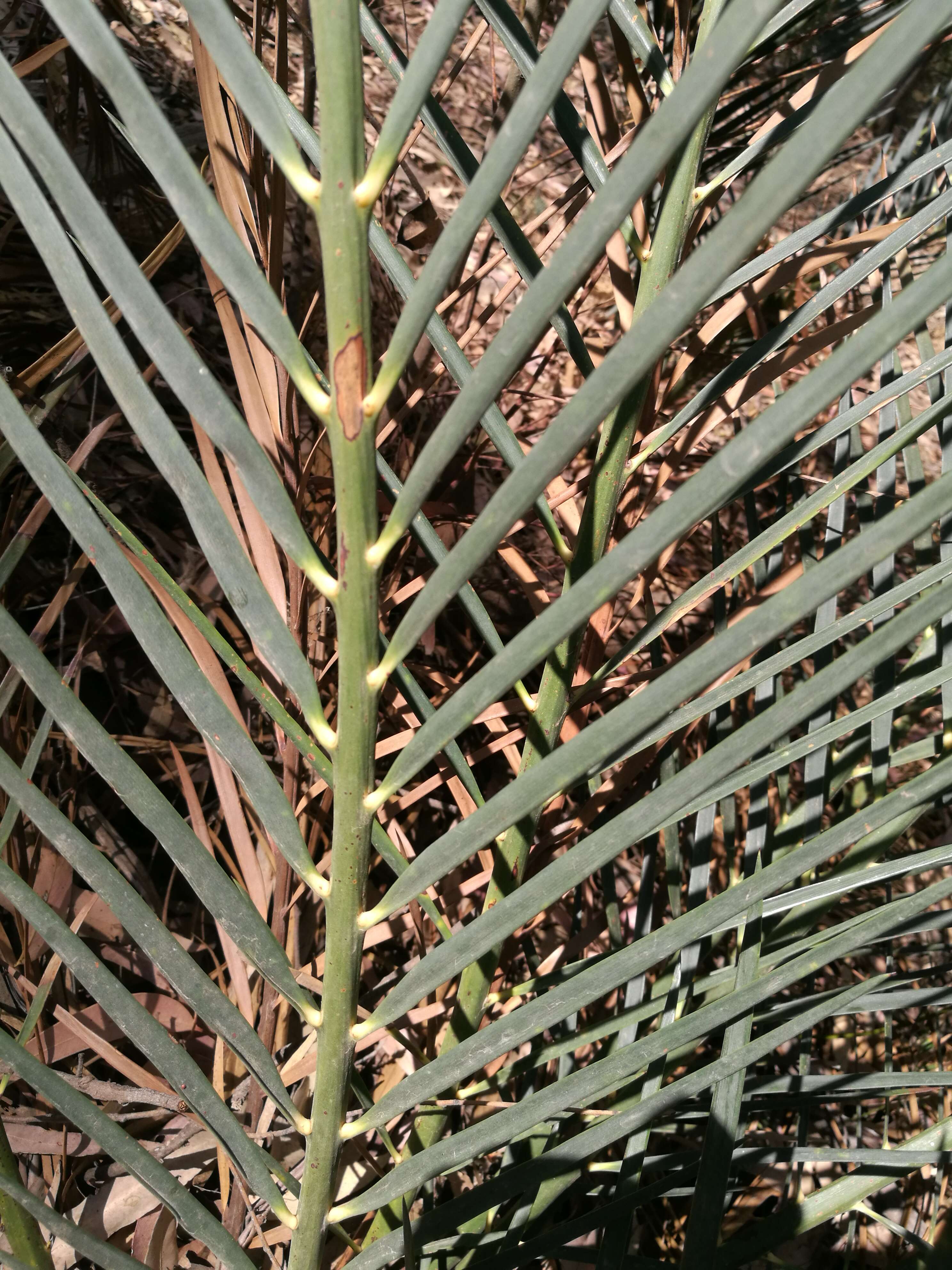 صورة Macrozamia communis L. A. S. Johnson