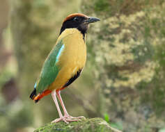 Image of Noisy Pitta