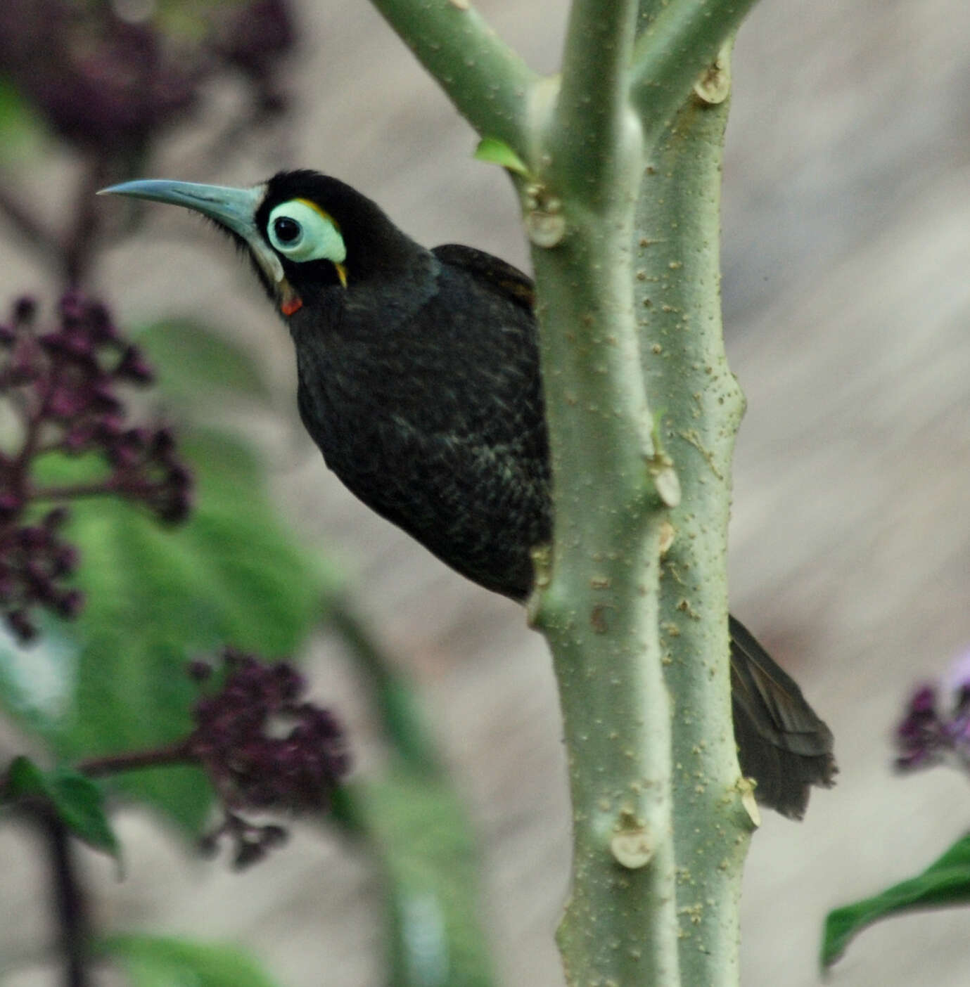 صورة Melidectes rufocrissalis (Reichenow 1915)