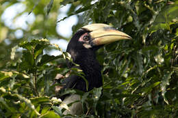 Image of Oriental Pied Hornbill