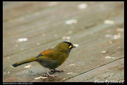 Image of Liocichla Swinhoe 1877