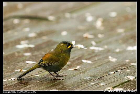 Image of Liocichla Swinhoe 1877