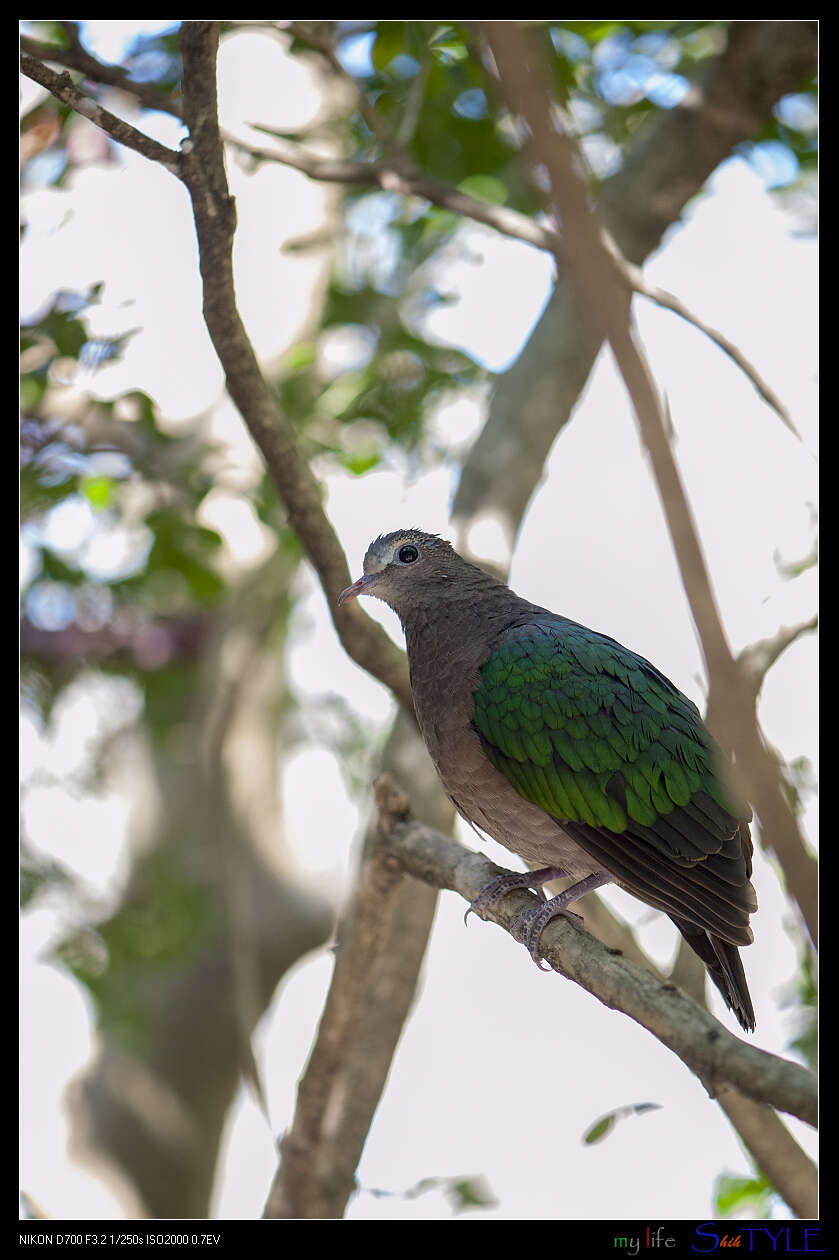 Image of Common Emerald Dove