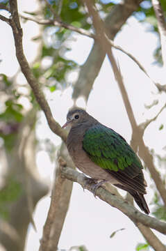 Image of Common Emerald Dove