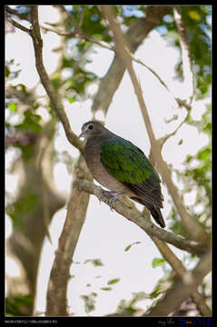 Image of Common Emerald Dove