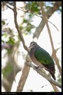 Image of Common Emerald Dove