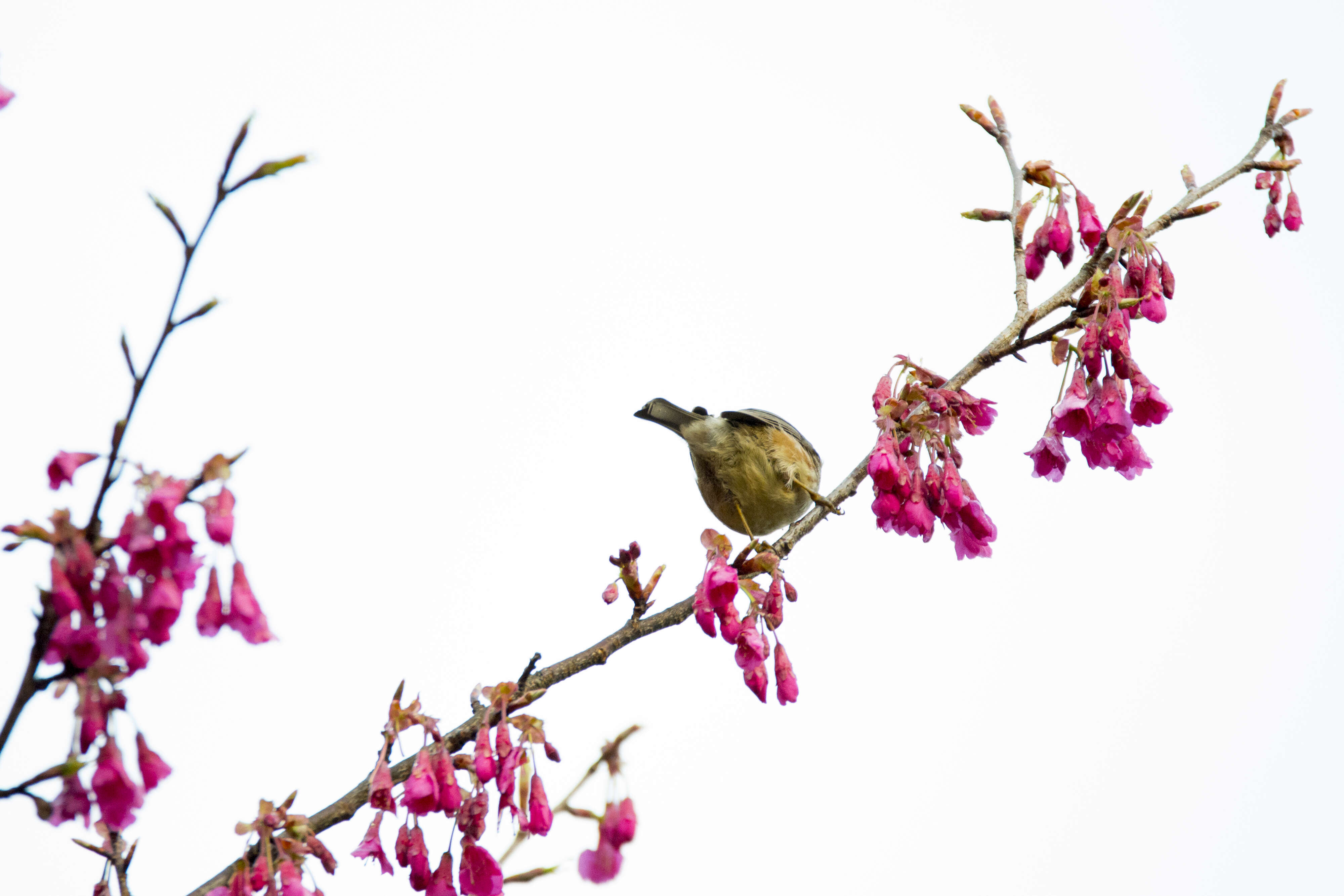 Image of Formosan Yuhina