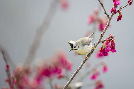 Image of Formosan Yuhina