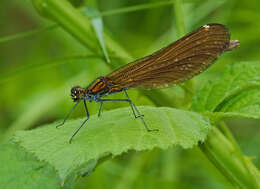 Image of Beautiful Demoiselle