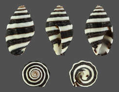 Image de Engina mendicaria (Linnaeus 1758)