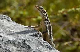 Image of Kashmir Rock Agama