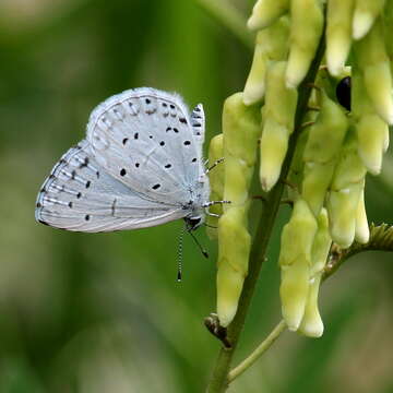 Image of holly blue