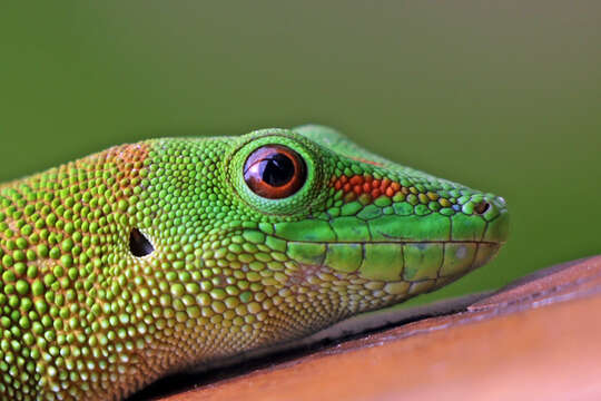 Plancia ëd Phelsuma grandis Gray 1870