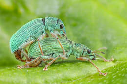 Plancia ëd Phyllobius (Dieletus) argentatus Linnaeus 1758