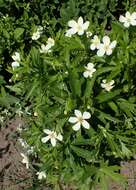 Imagem de Anemonastrum canadense (L.) Mosyakin