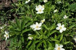 Imagem de Anemonastrum canadense (L.) Mosyakin