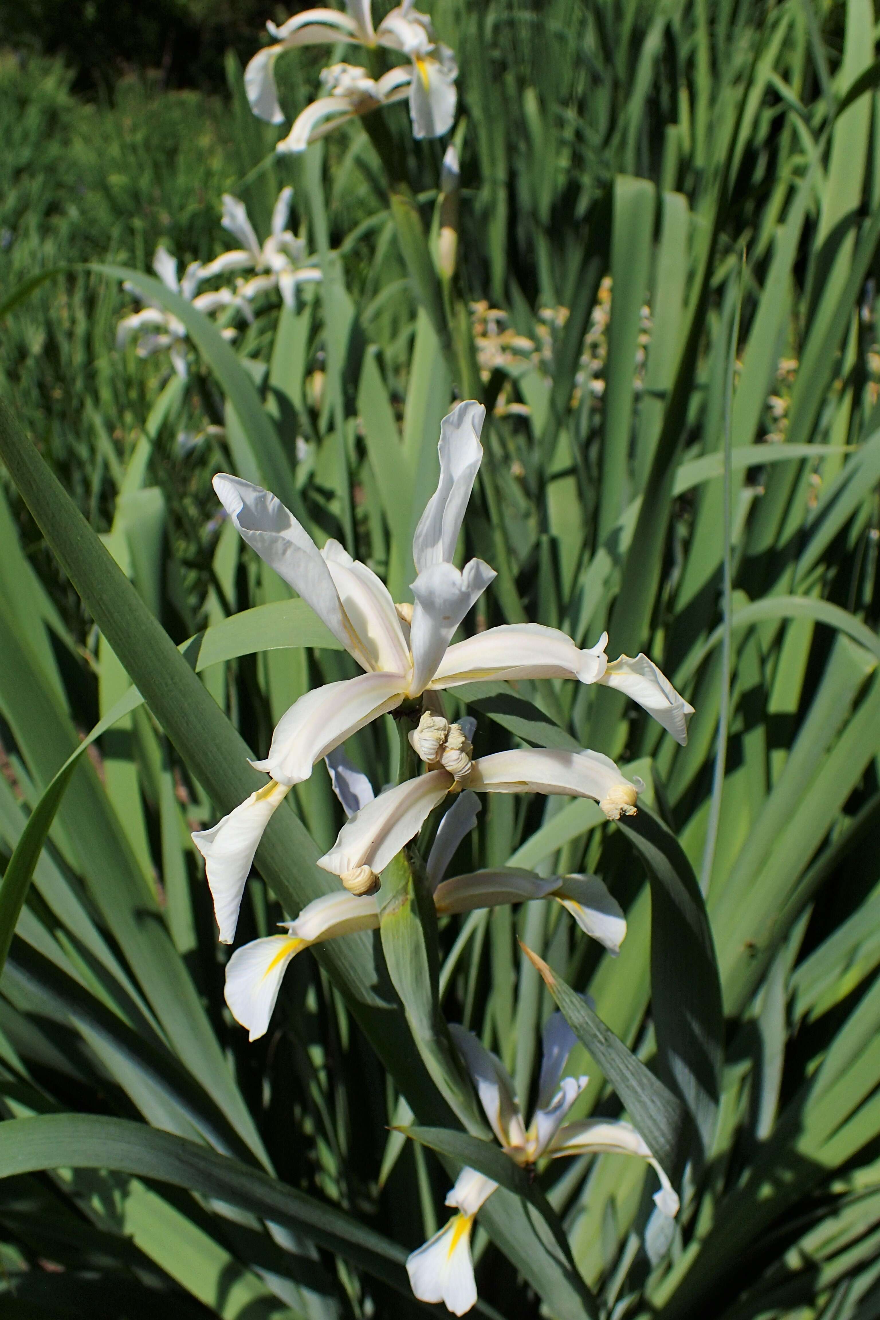 Image of Iris halophila Pall.