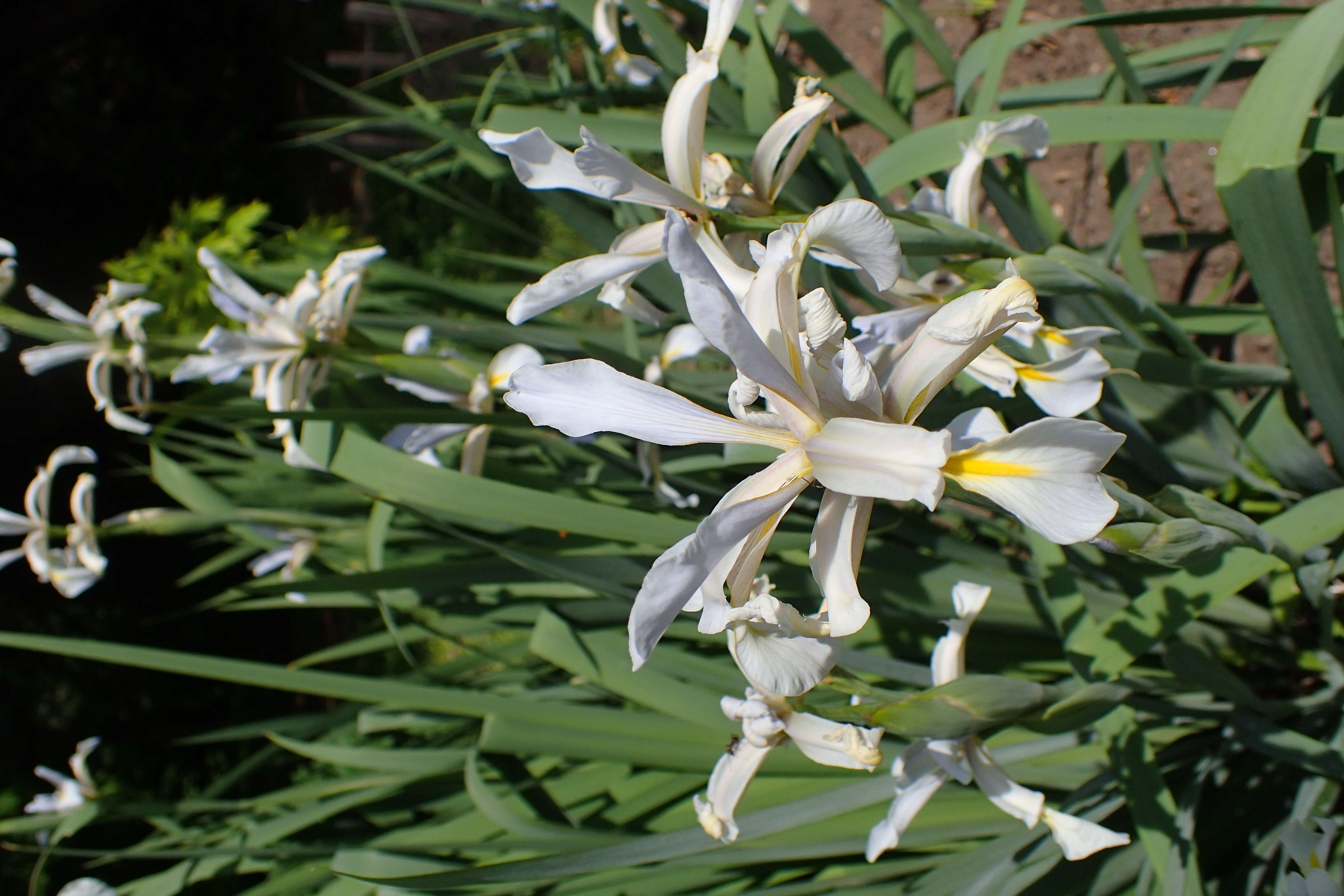 Image of Iris halophila Pall.