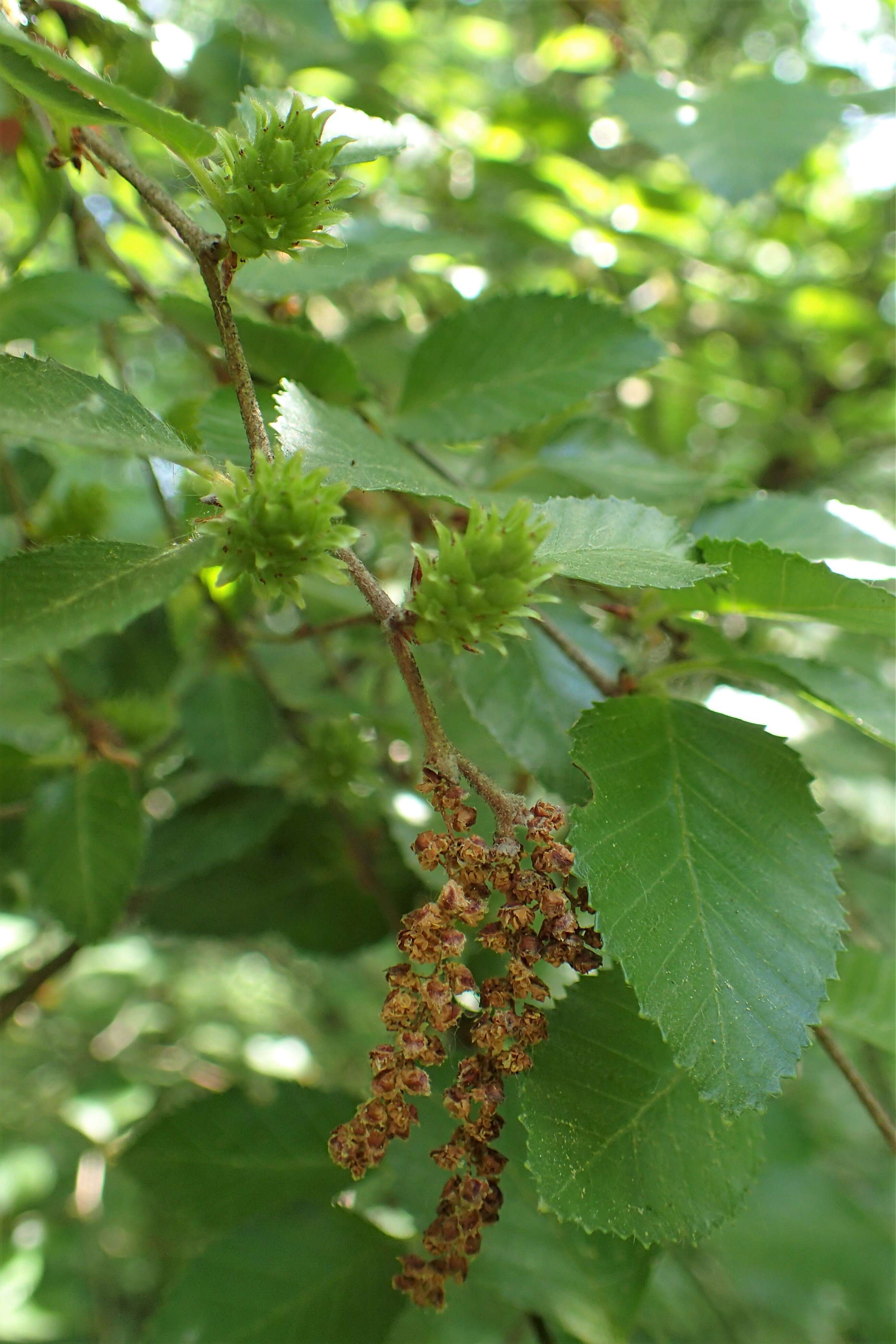 Image of China birch