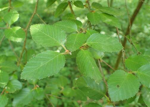 Imagem de Betula chinensis Maxim.