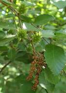 Imagem de Betula chinensis Maxim.