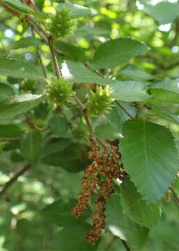 Image de Betula chinensis Maxim.