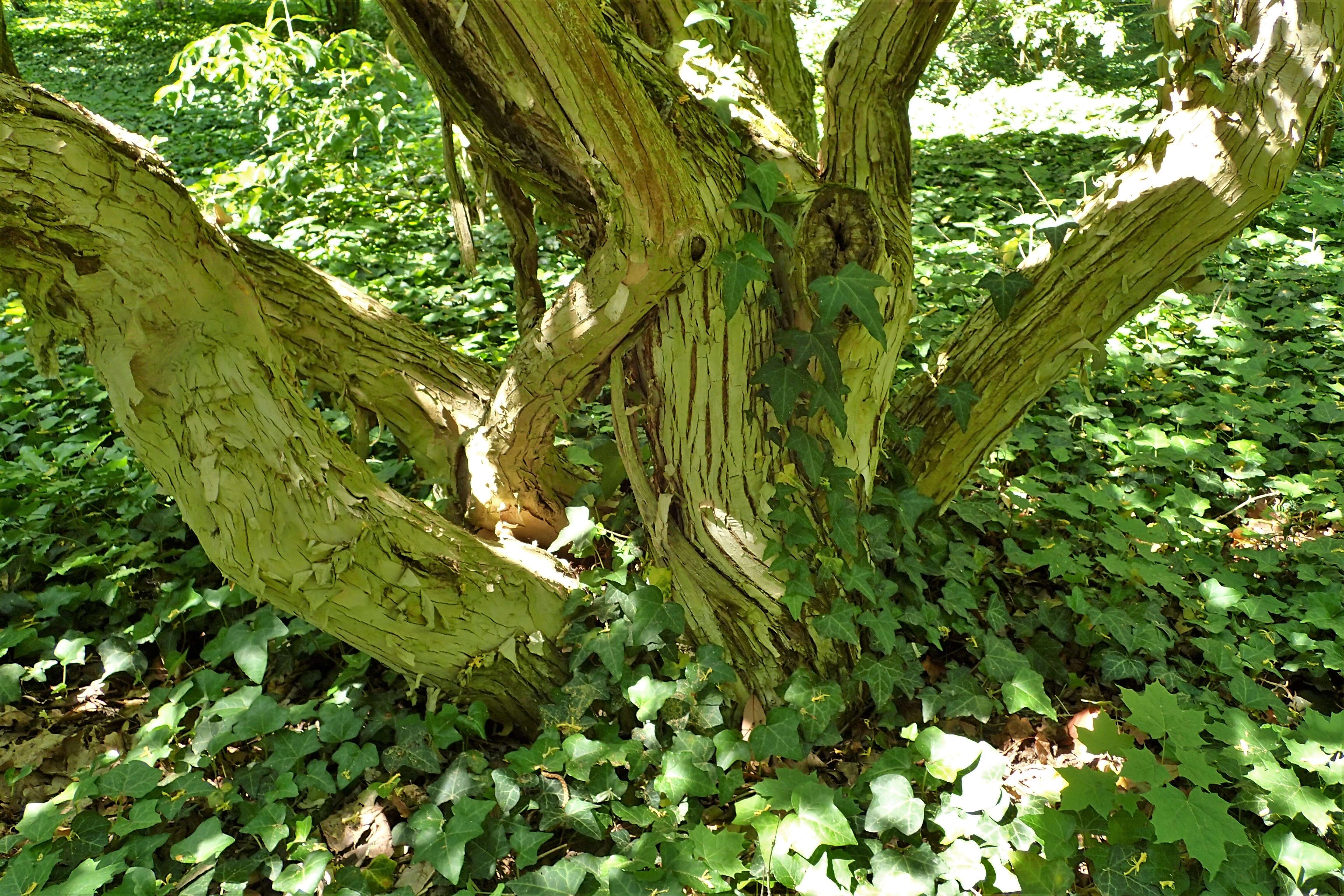 Image of Amur honeysuckle