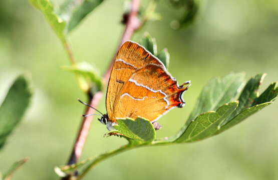 Image of Brown Hairstreak