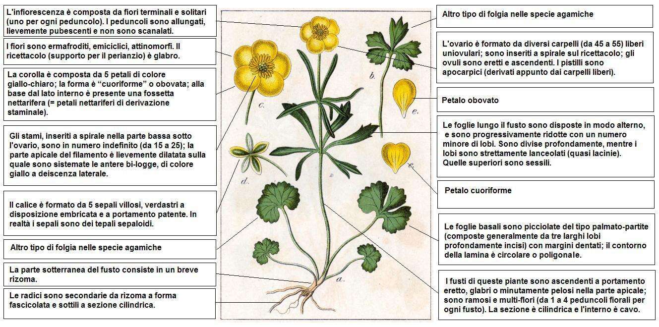 Image of Goldilocks Buttercup