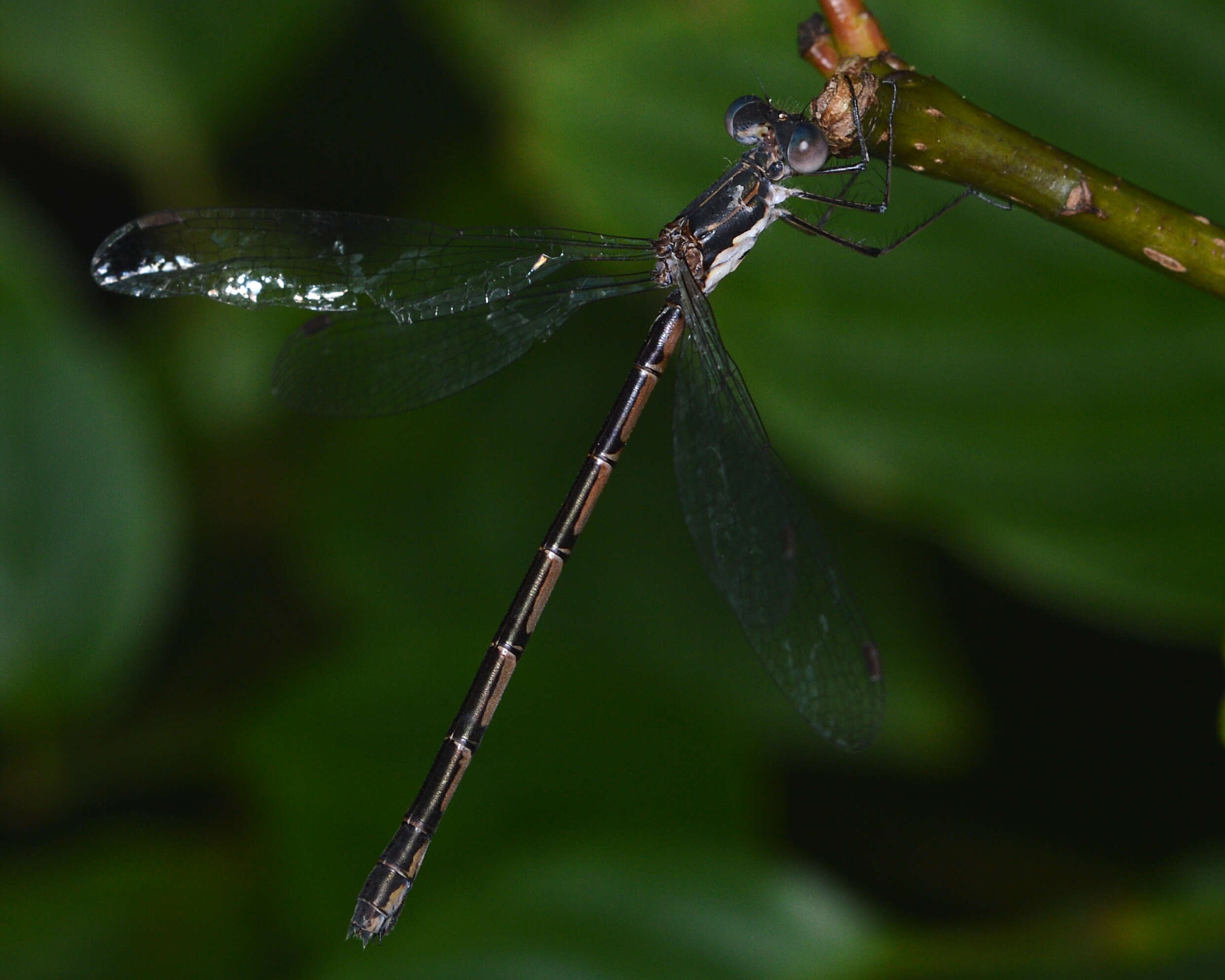 Image of Spotted Spreadwing