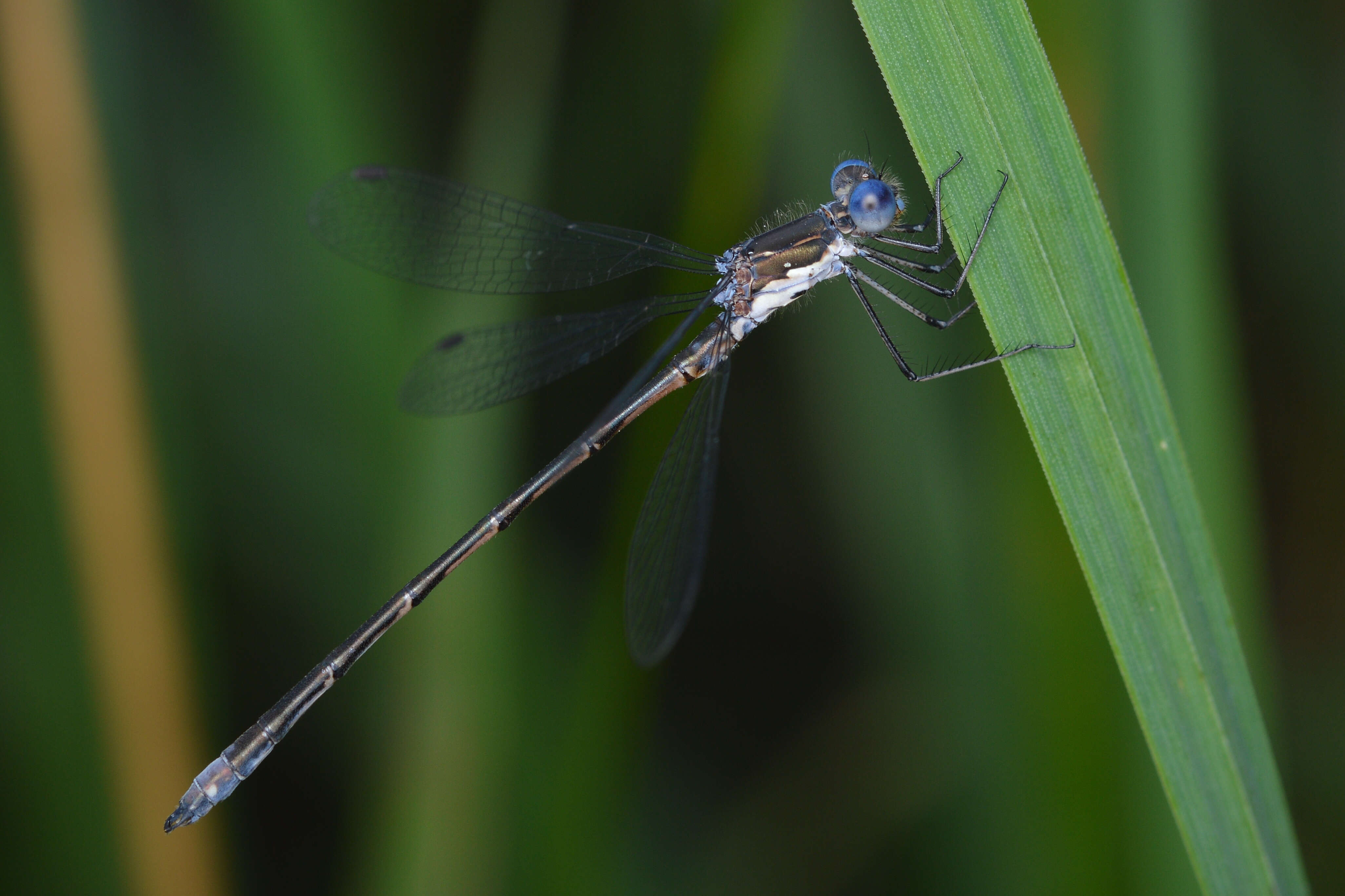 Image of Spotted Spreadwing