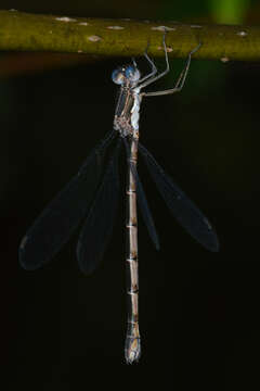 Image of Spotted Spreadwing