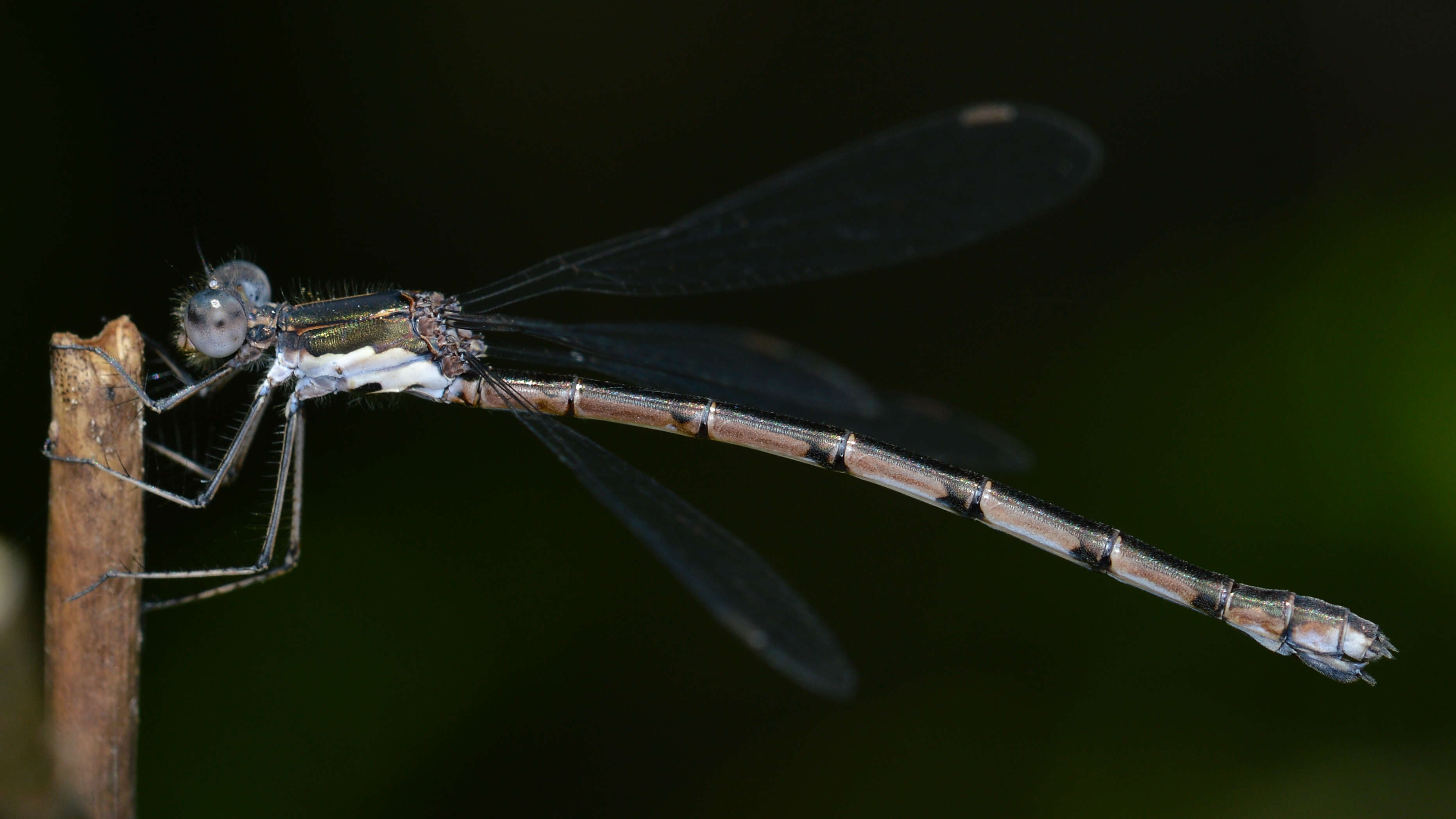 Image of Spotted Spreadwing