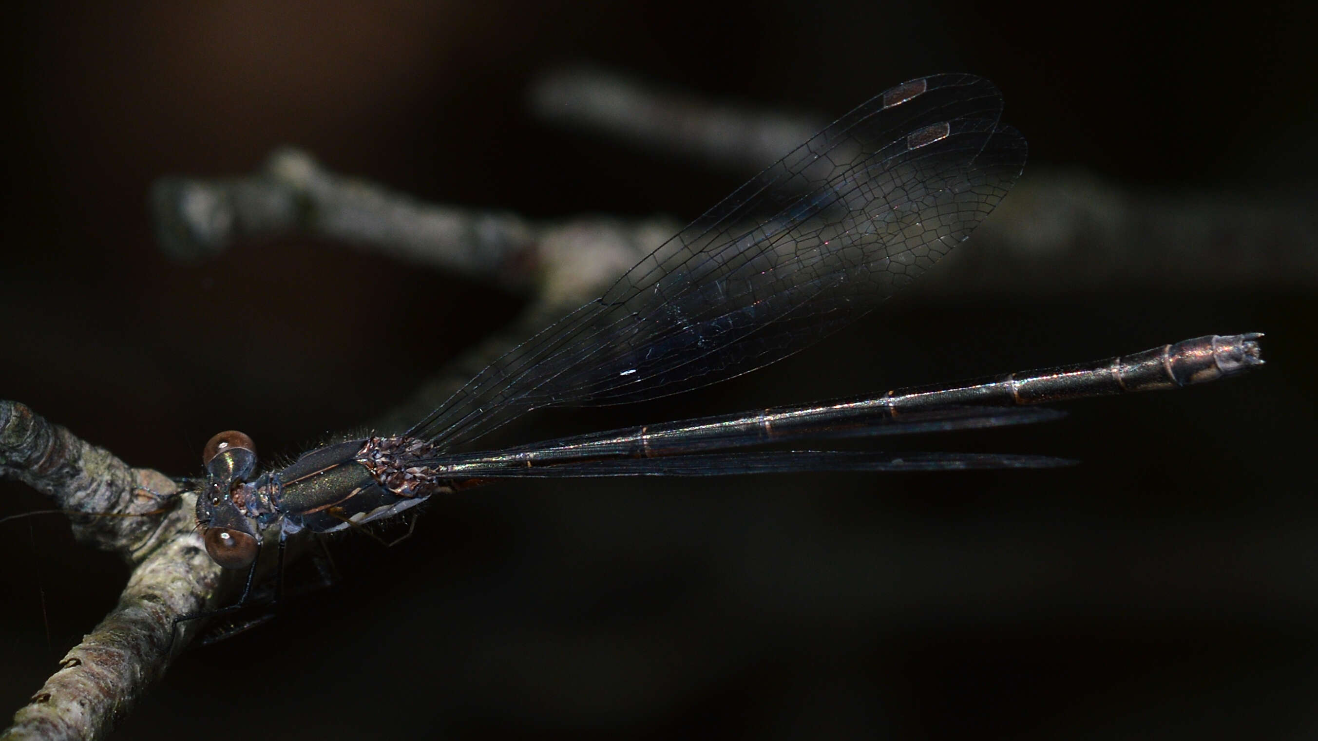 Image of Spotted Spreadwing