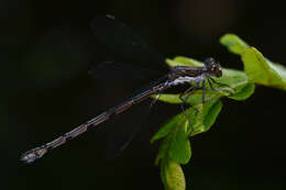 Image of Spotted Spreadwing