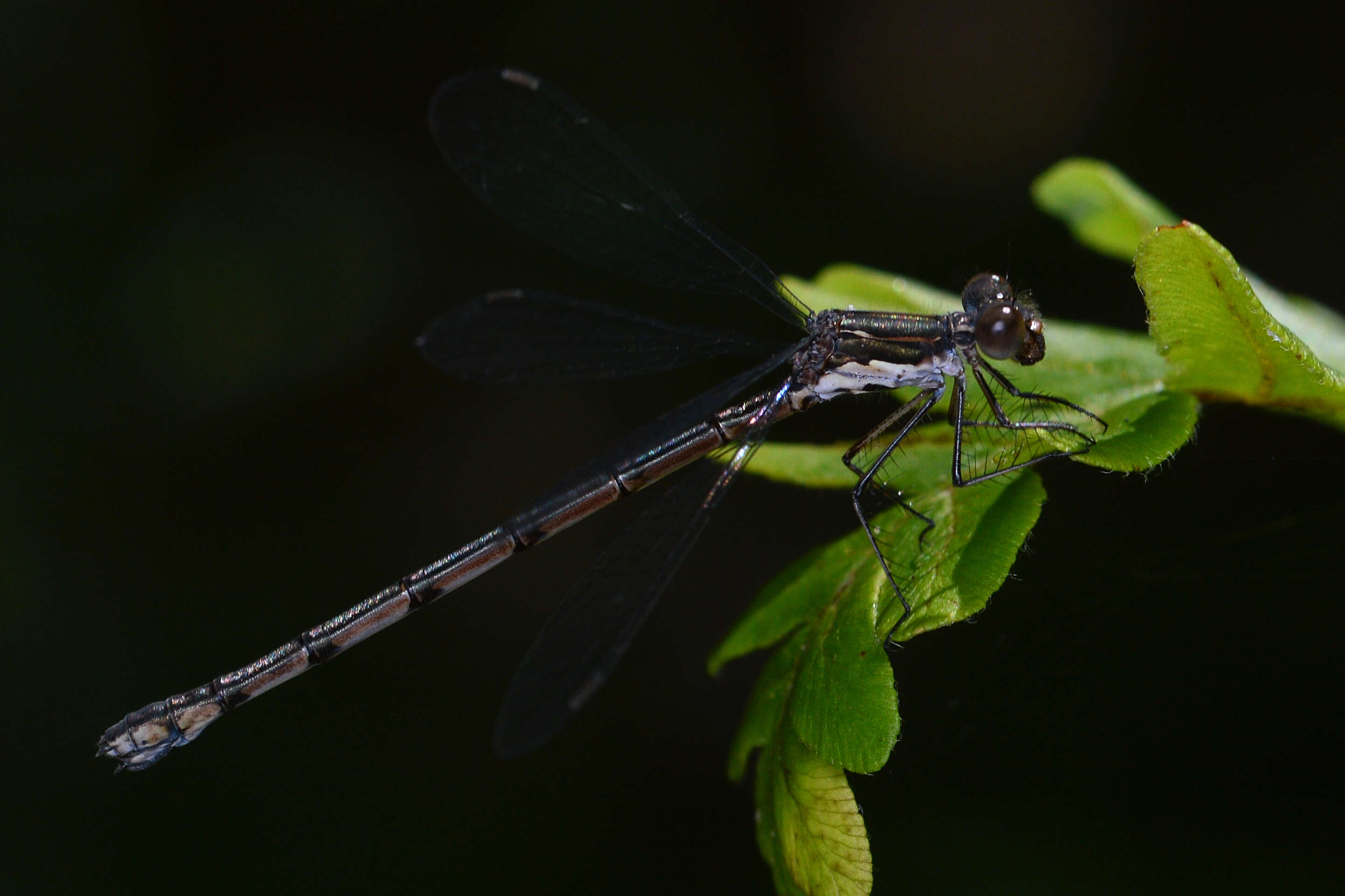 Image of Spotted Spreadwing