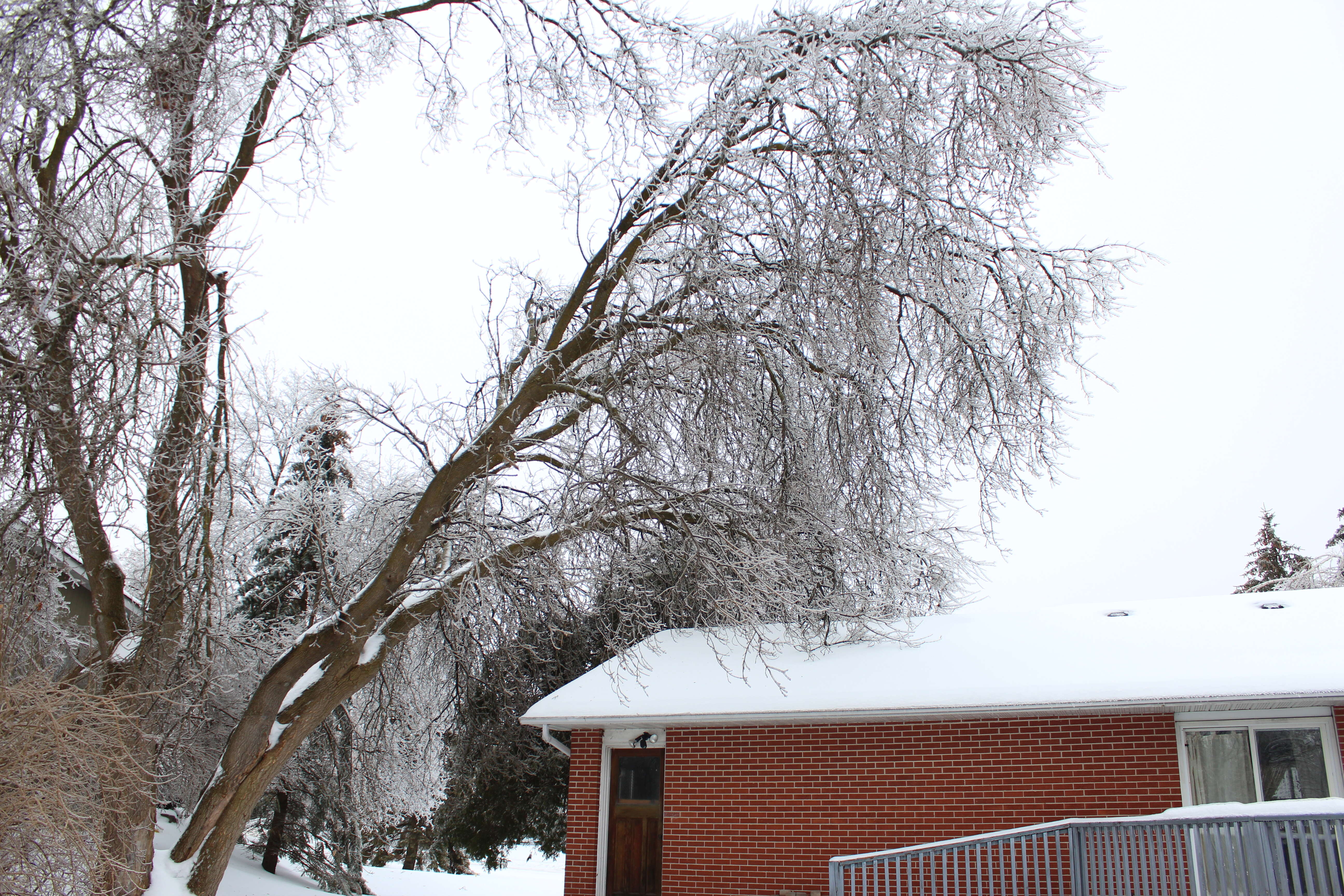 Image of Box Elder