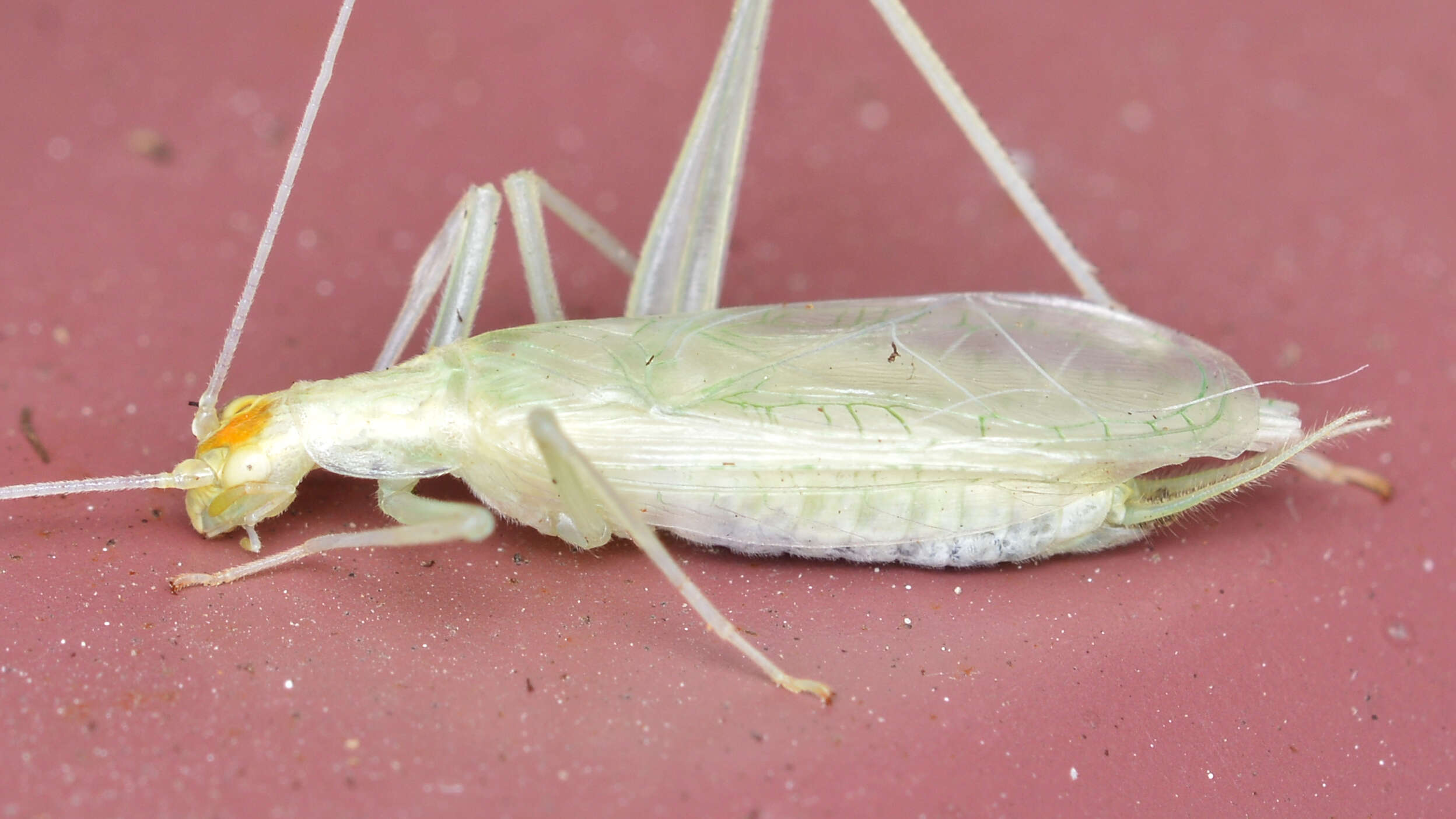 Image of Narrow-winged Tree Cricket