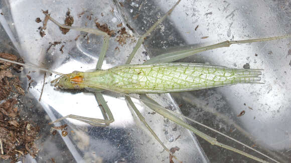 Image of Narrow-winged Tree Cricket