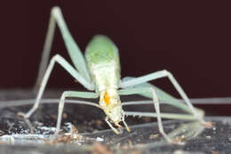 Image of Narrow-winged Tree Cricket