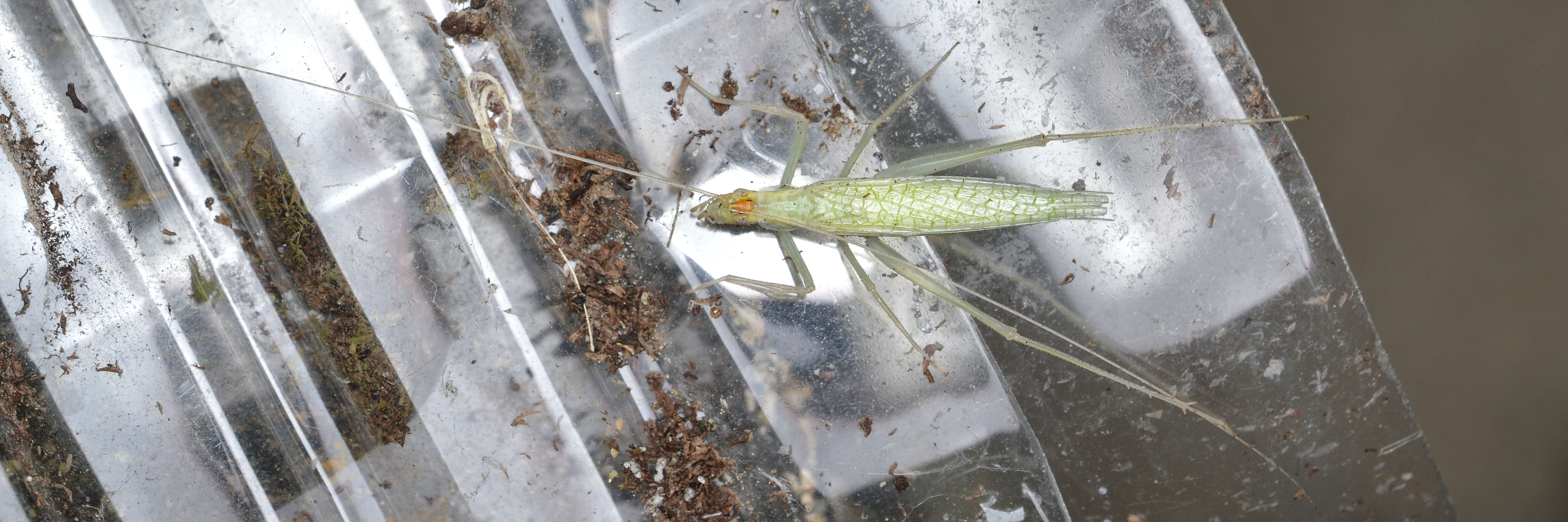 Image of Narrow-winged Tree Cricket