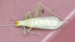 Image of Narrow-winged Tree Cricket