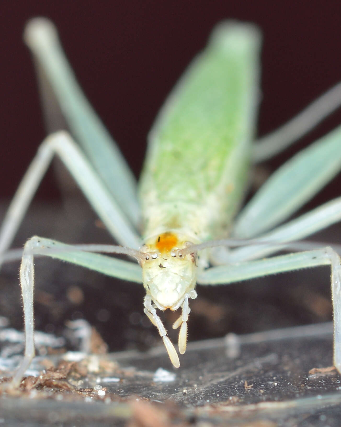 Image of Narrow-winged Tree Cricket