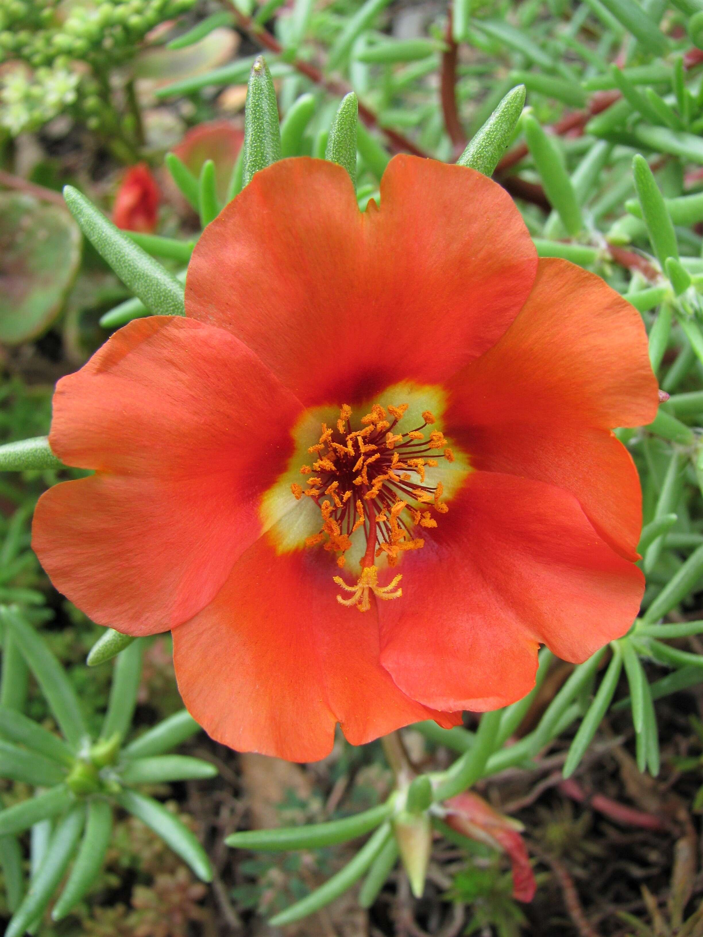 Image of Moss-rose Purslane